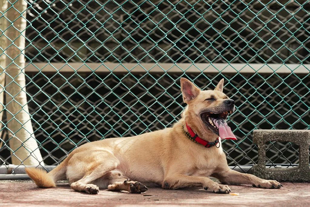 混種犬