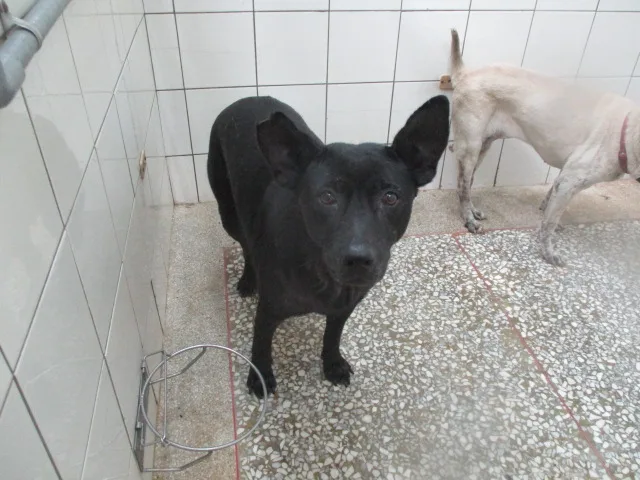 混種犬