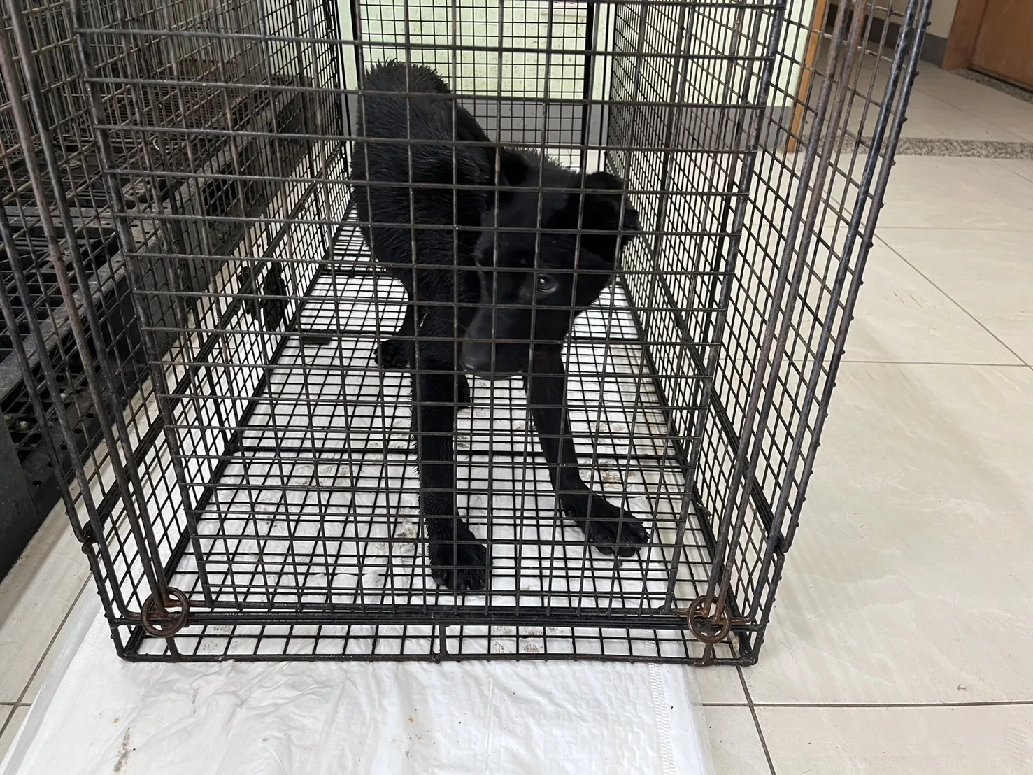 混種犬