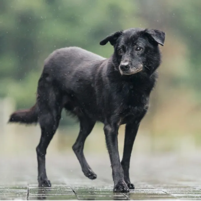 混種犬
