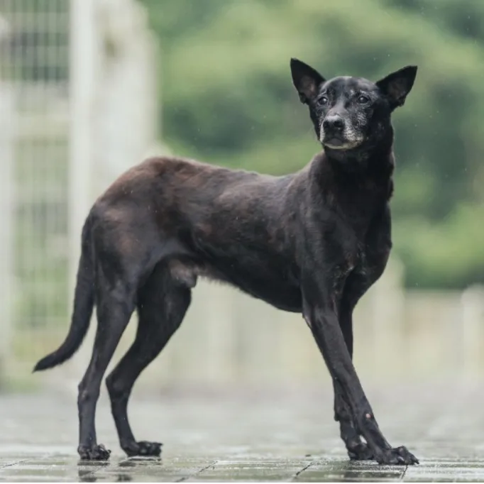 混種犬