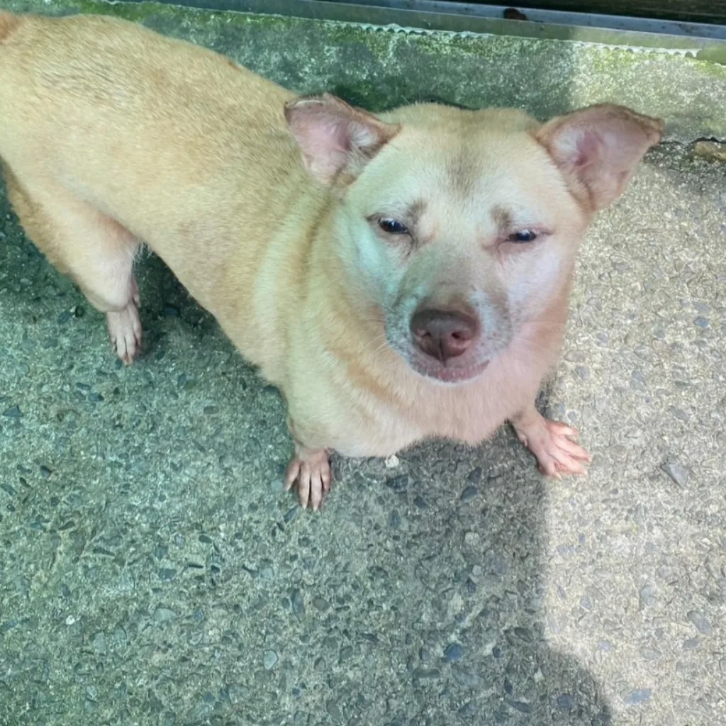 混種犬
