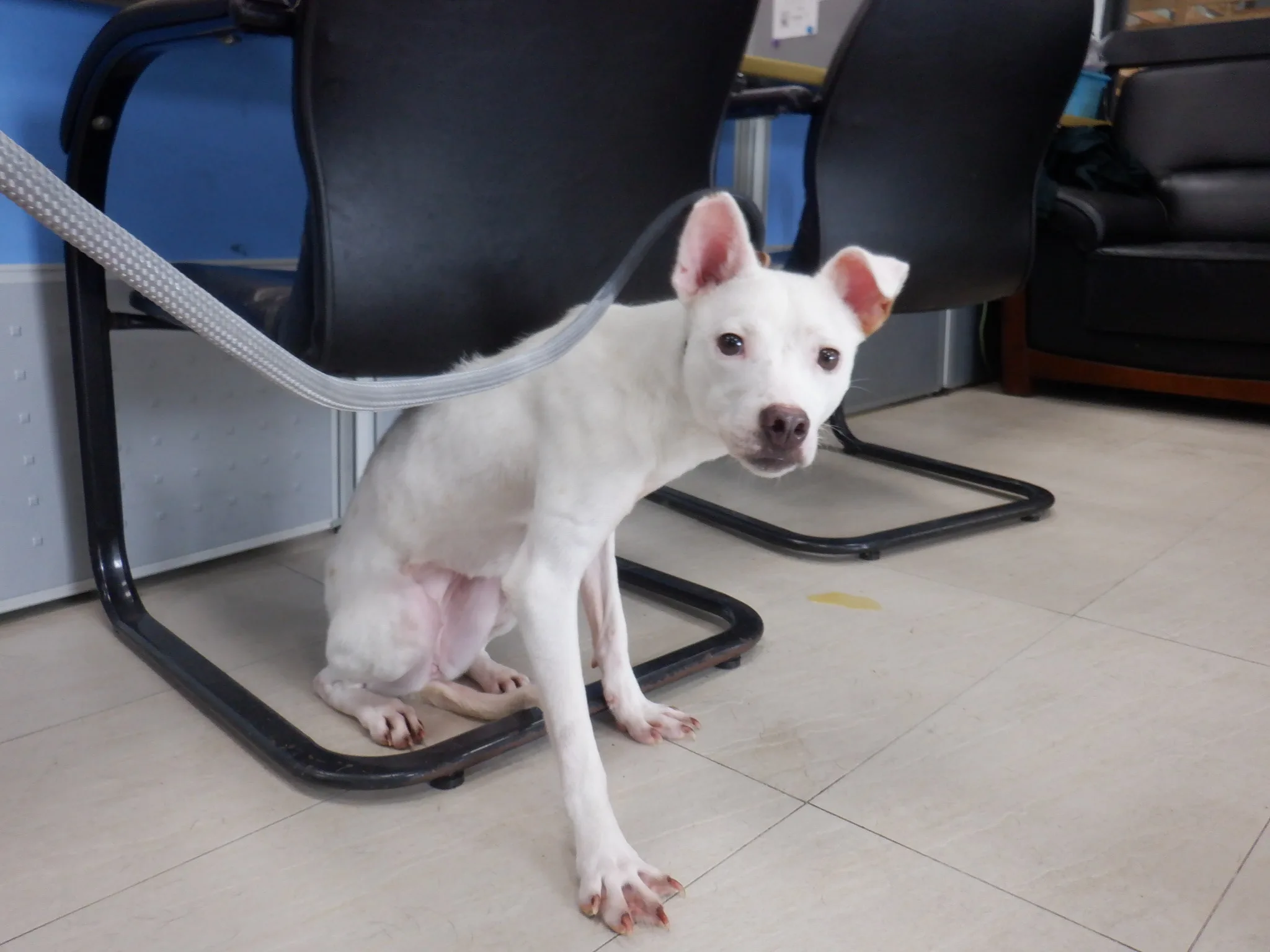 混種犬