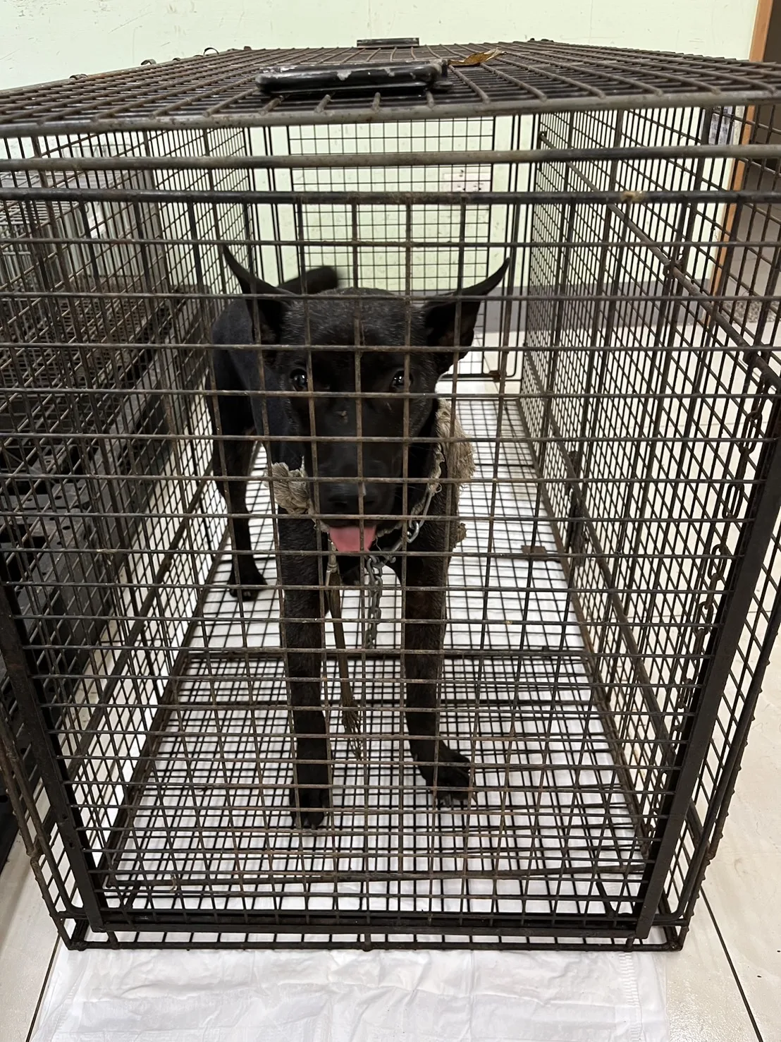 混種犬