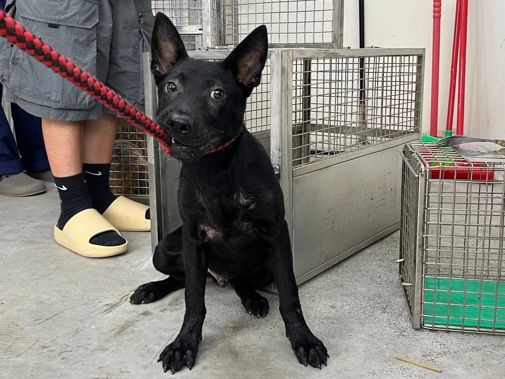 混種犬