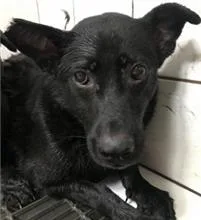 混種犬