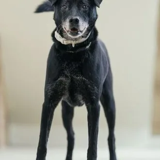 混種犬