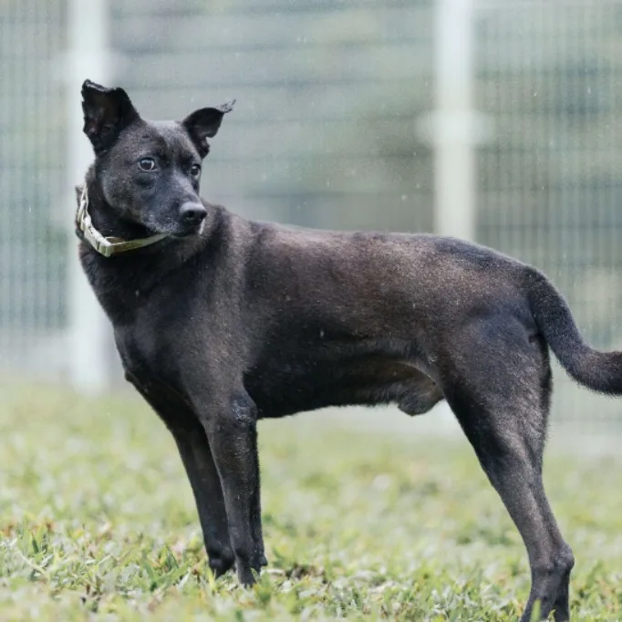 混種犬