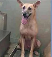 混種犬