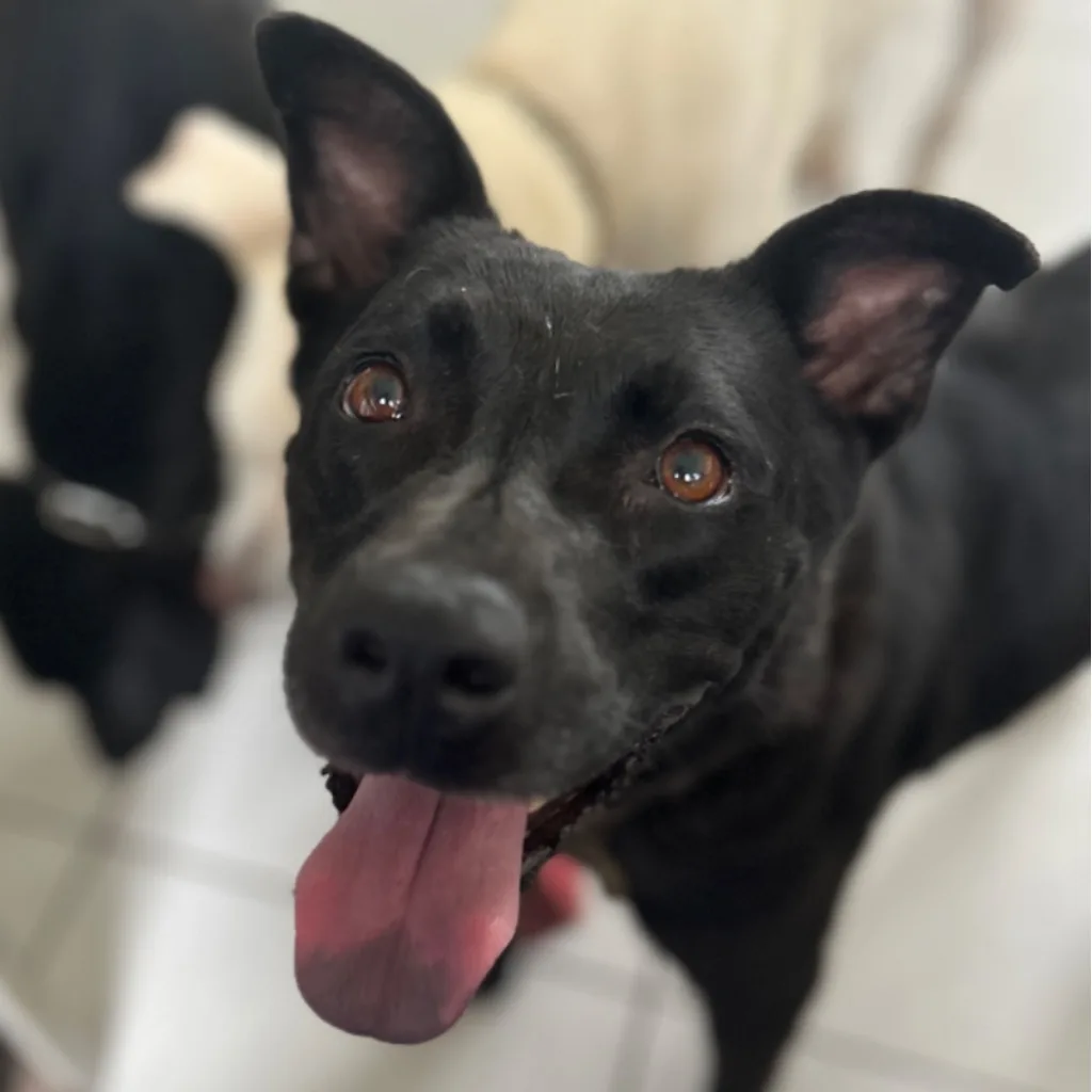 混種犬