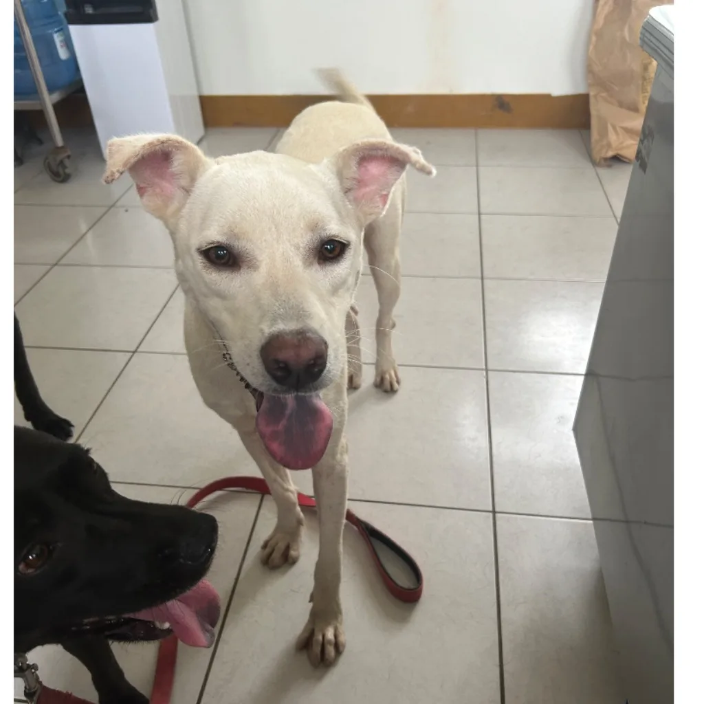 混種犬