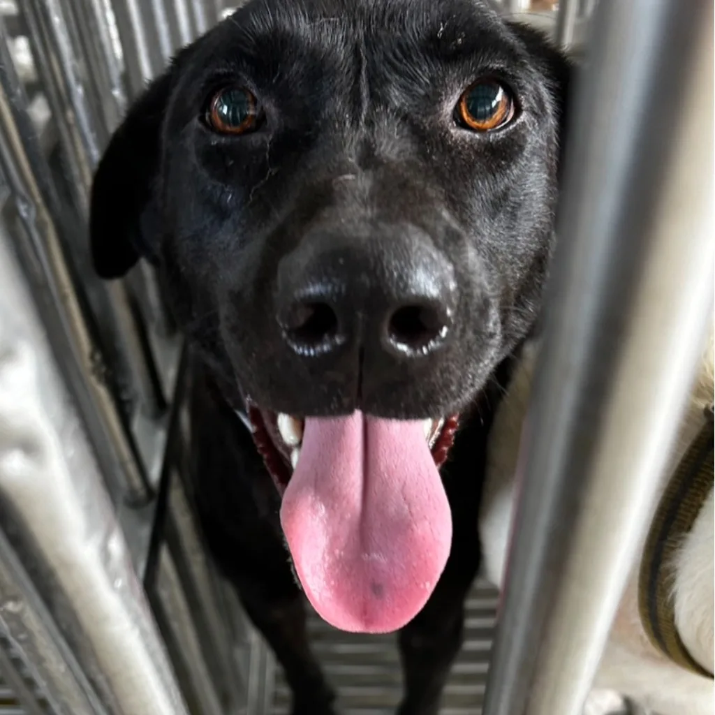 混種犬