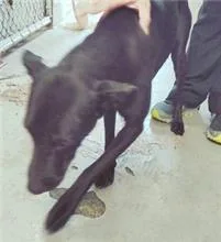 混種犬