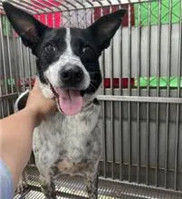 混種犬