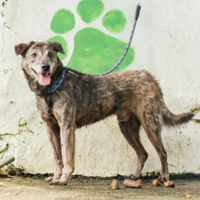 混種犬