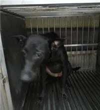 混種犬