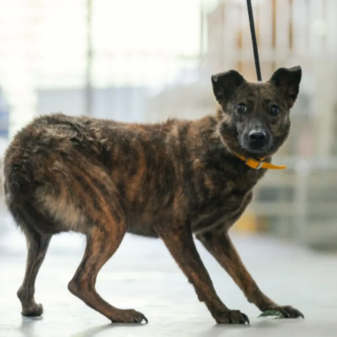 混種犬
