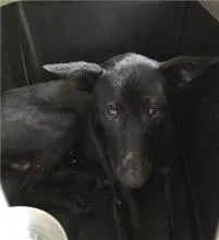 混種犬