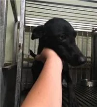 混種犬
