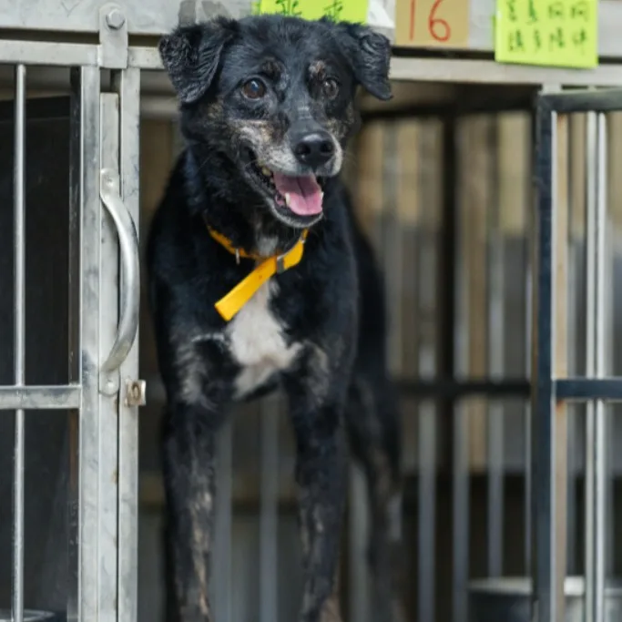 混種犬