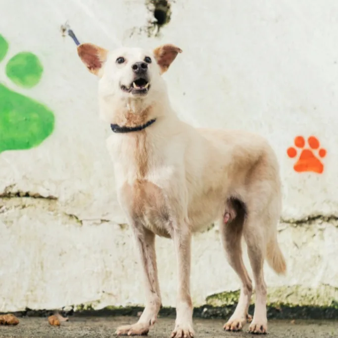 混種犬
