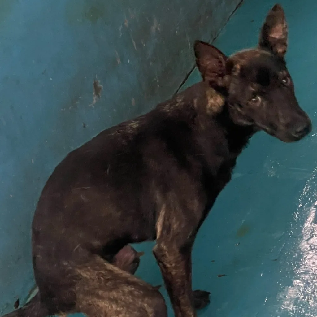 混種犬