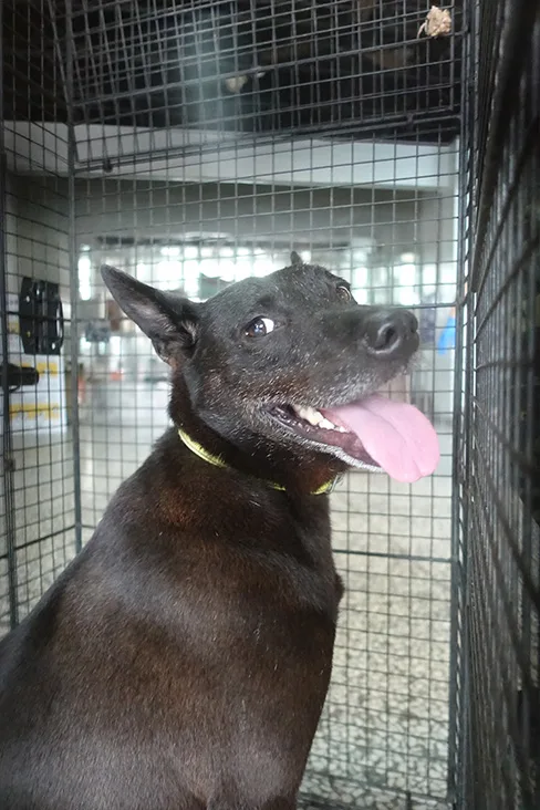 混種犬