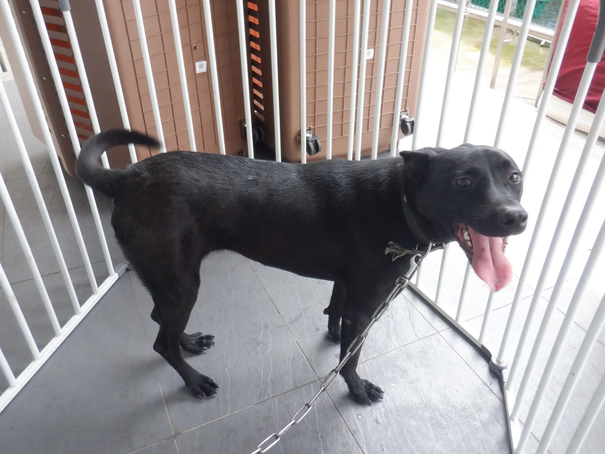 混種犬