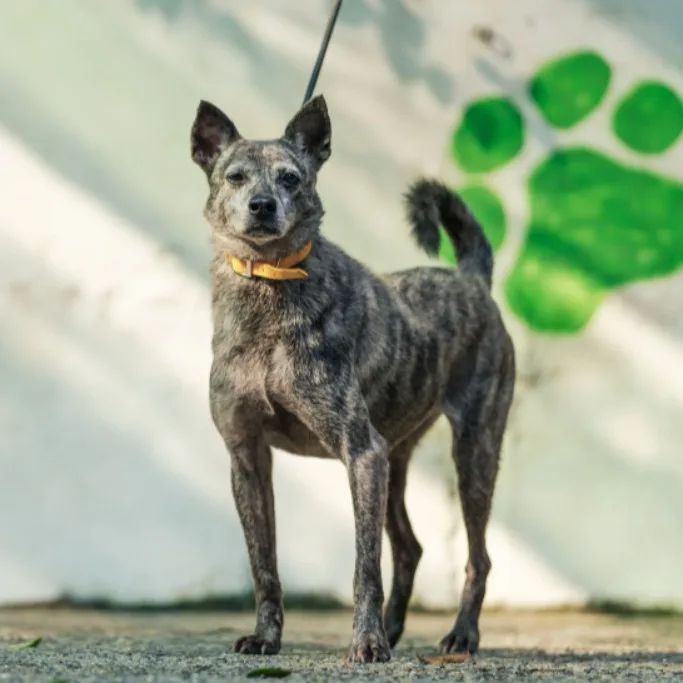 混種犬