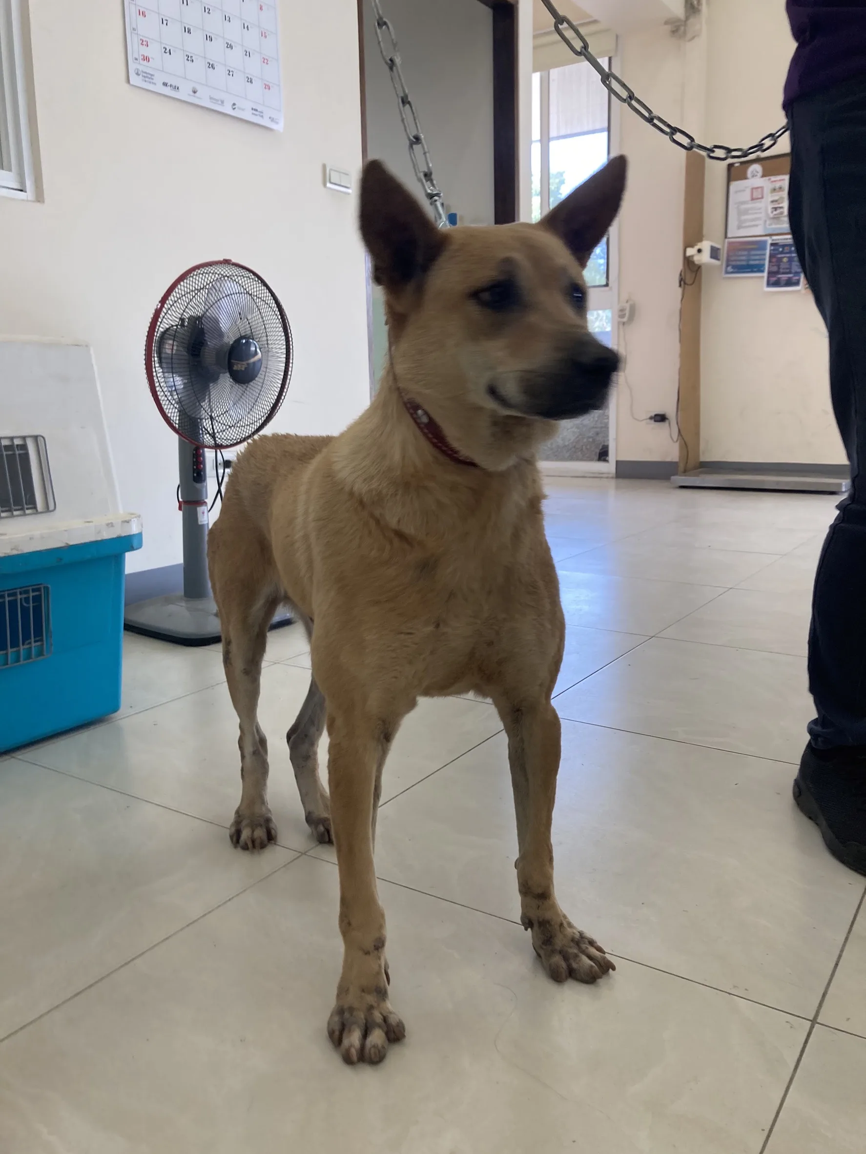 混種犬