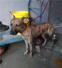 混種犬