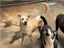 混種犬