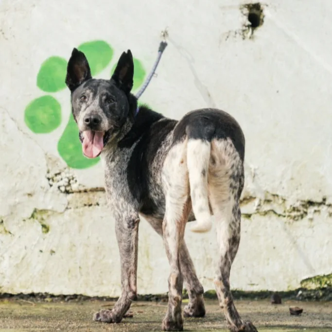 混種犬