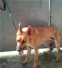 混種犬