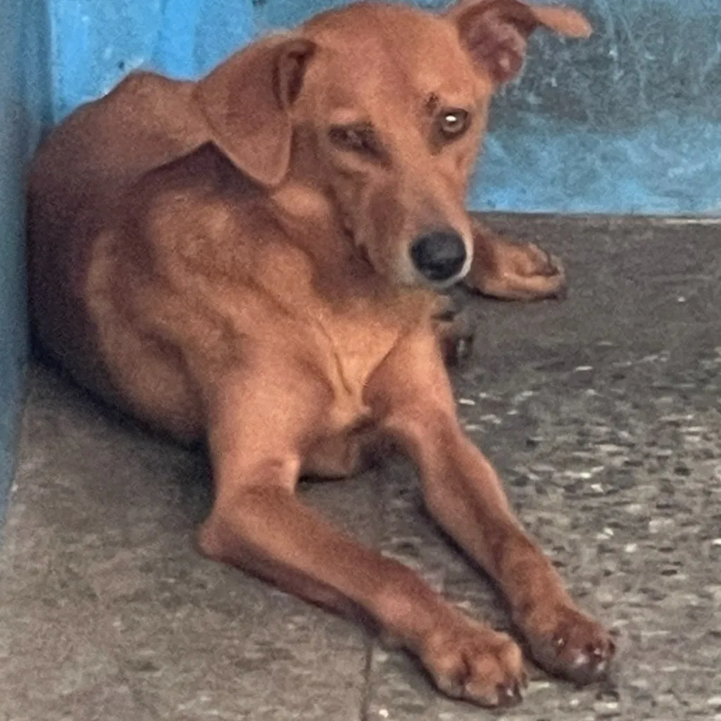 混種犬