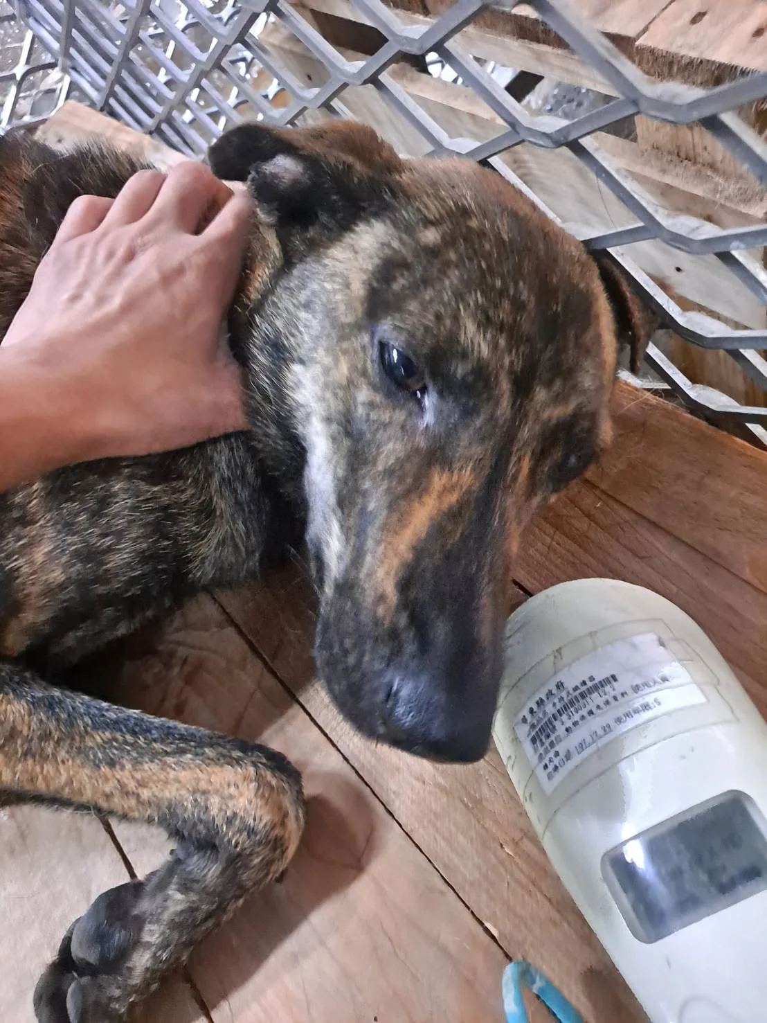 混種犬
