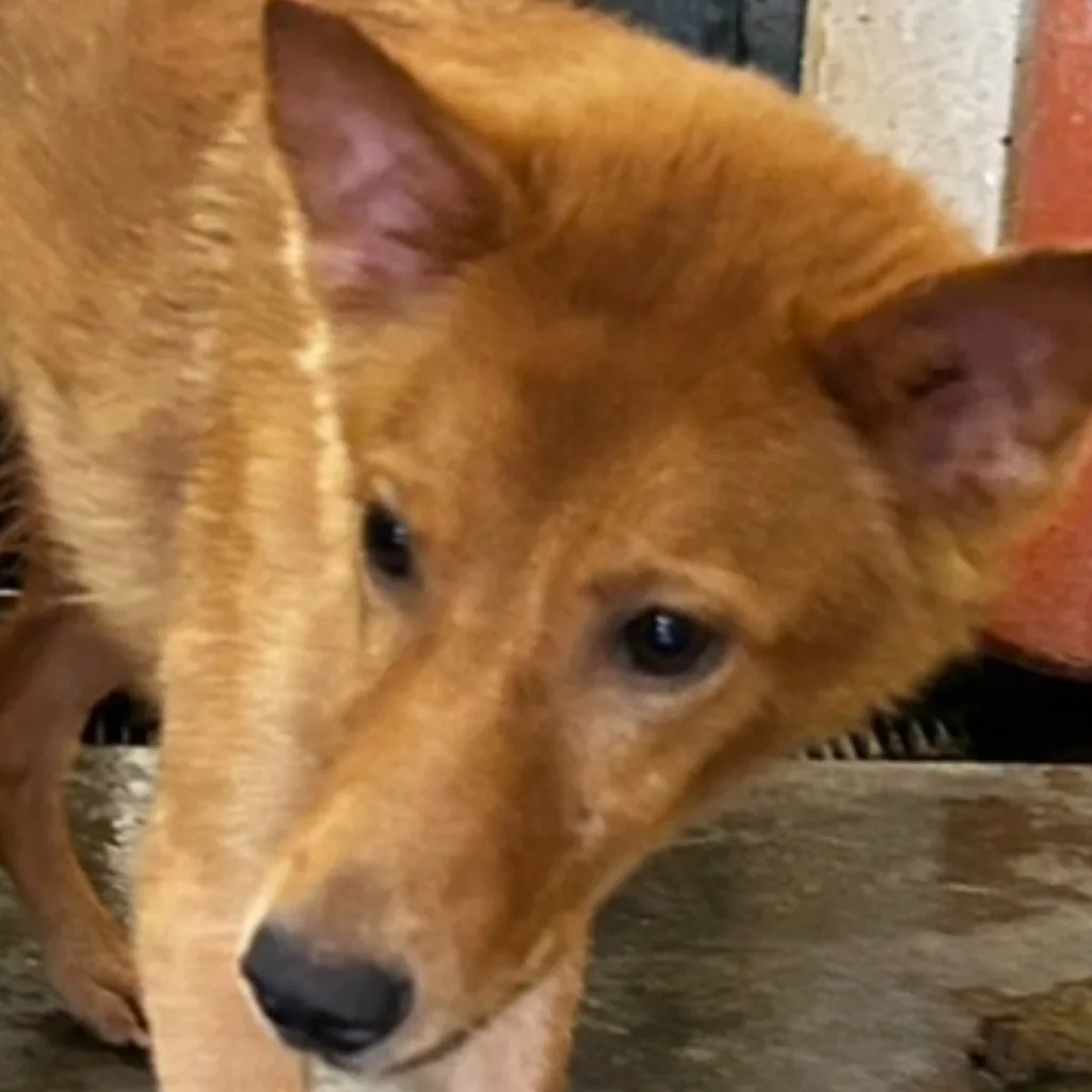 混種犬