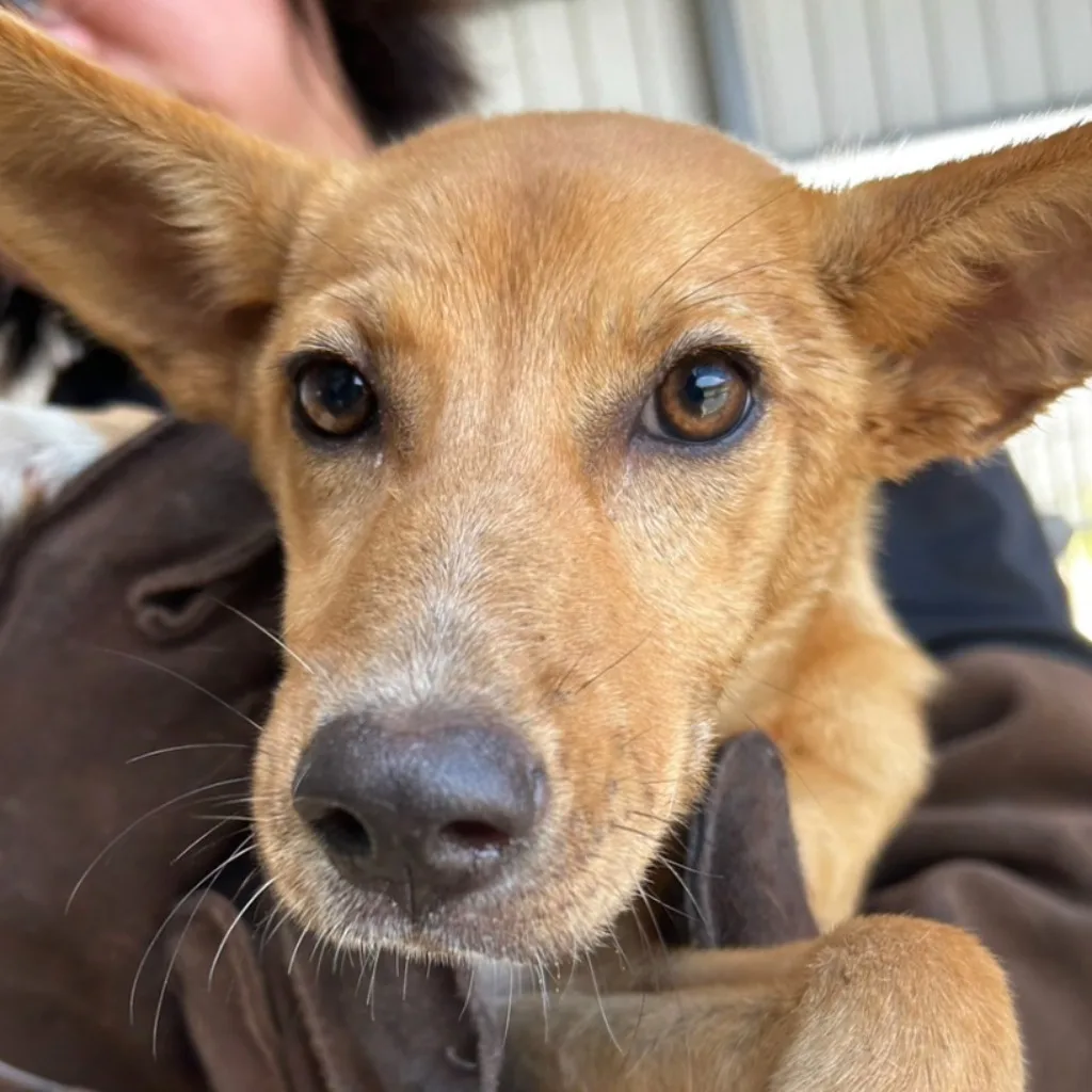 混種犬