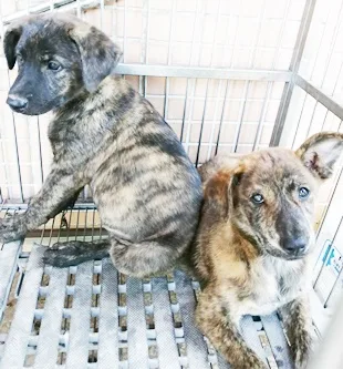 混種犬