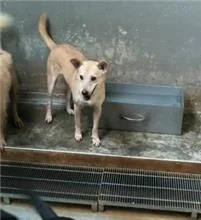 混種犬
