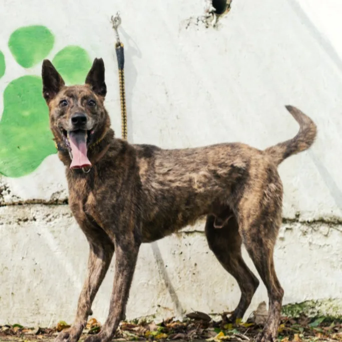 混種犬
