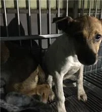 混種犬