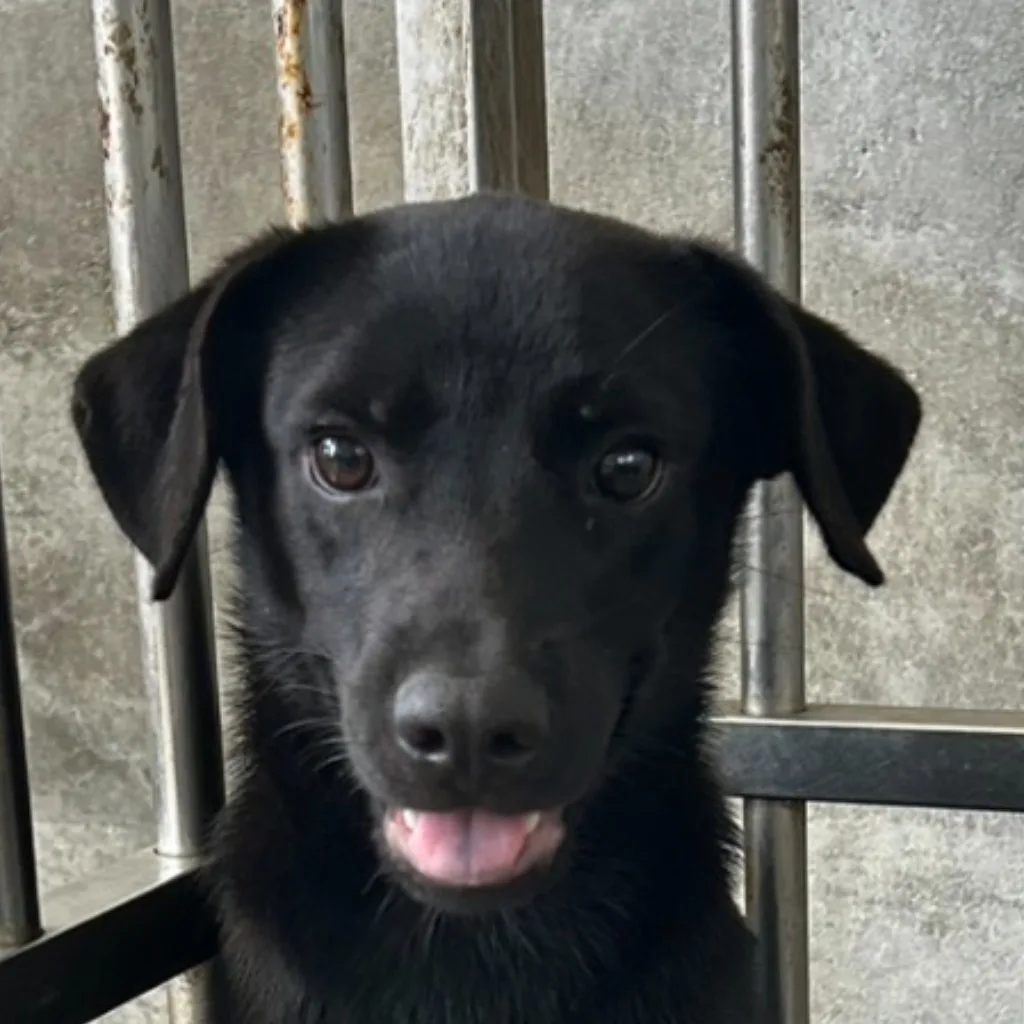 混種犬