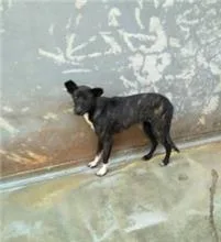 混種犬