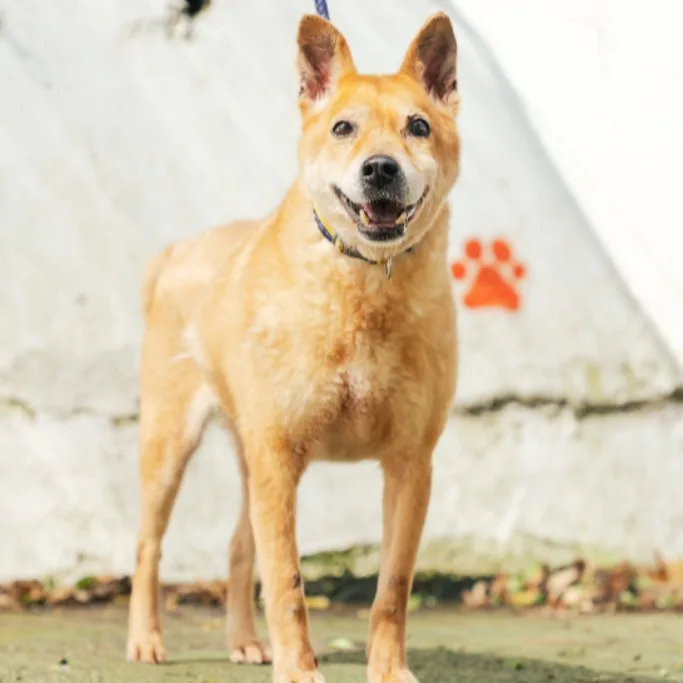 混種犬