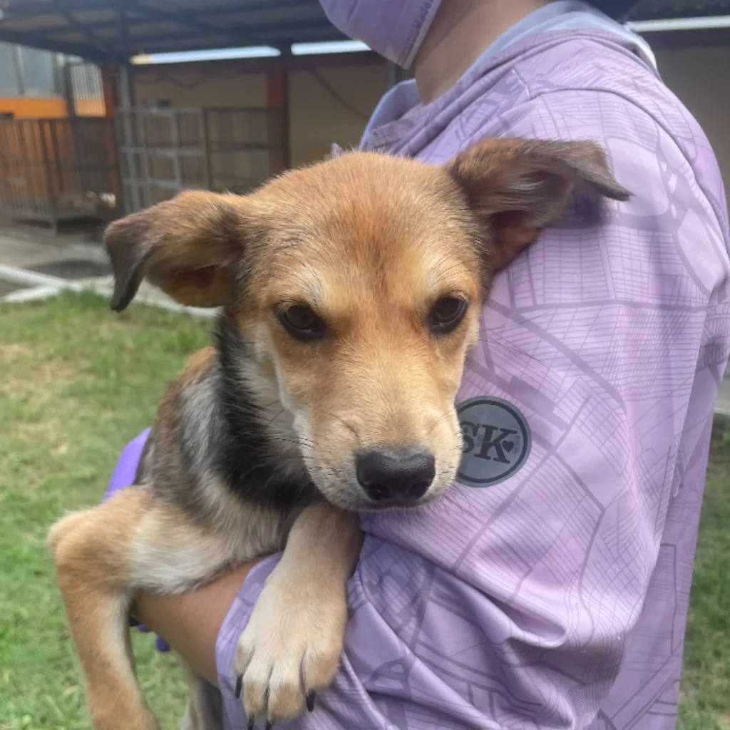 混種犬