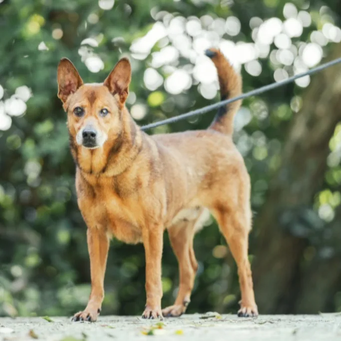混種犬