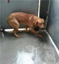 混種犬