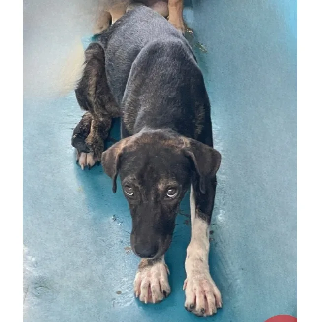 混種犬
