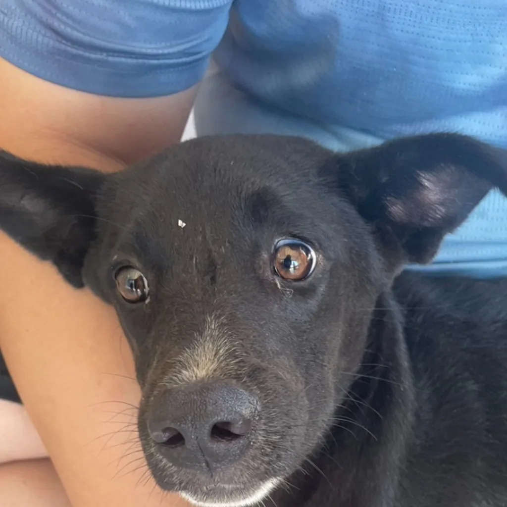 混種犬